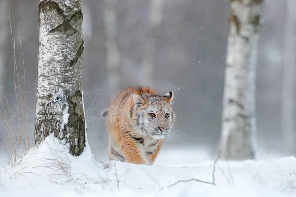 Tigre amur na neve — Fotografia de Stock