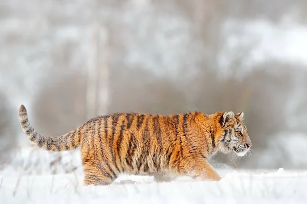 Tigre amur nella neve — Foto Stock