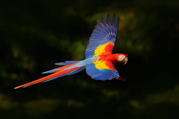 Macaw escarlate voando — Fotografia de Stock