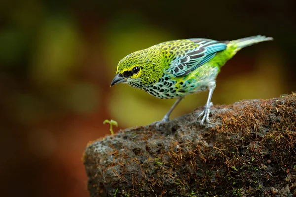 Speckled Tanagers sitting on brown stone — Stock Photo, Image