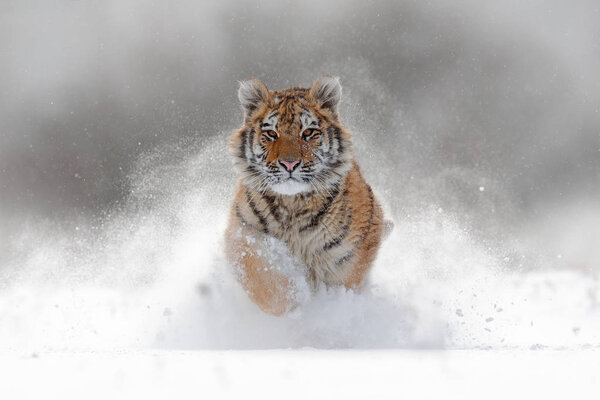 Amur tiger running in snow