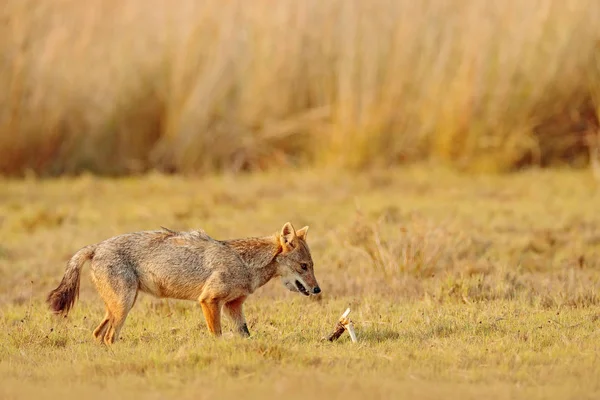 Golden Jackal in field — Stock Photo, Image