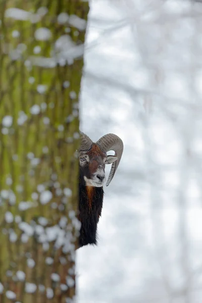 Mouflon dietro l'albero nella foresta invernale — Foto Stock