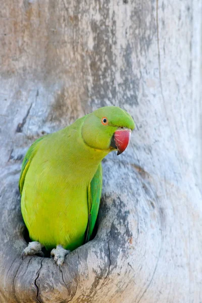 ネスト ワカケホンセイインコ — ストック写真