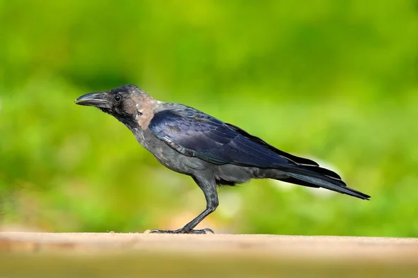 Maison Corbeau dans la nature — Photo