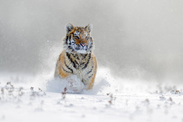 Amur tiger running in snow