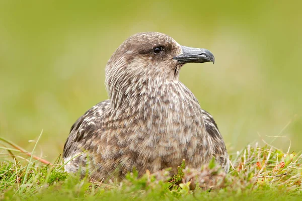 Bruin jager zittend in het gras — Stockfoto