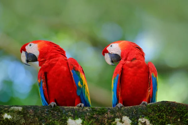 Sparować Scarlet Macaws — Zdjęcie stockowe