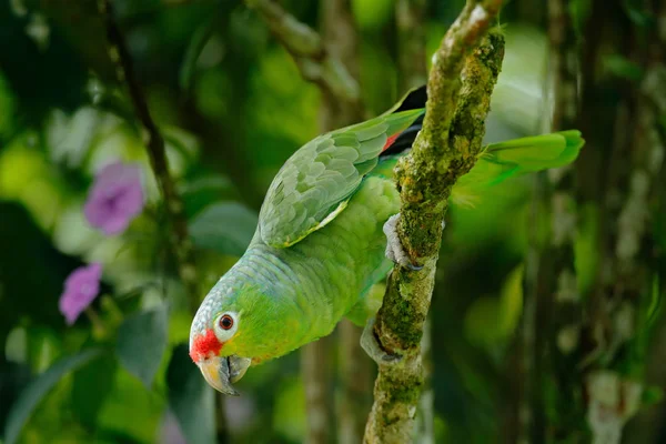 Red-lored papegaai — Stockfoto