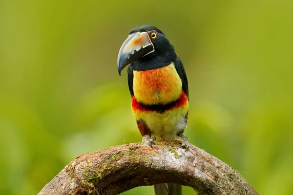 Collared Aracari en rama —  Fotos de Stock