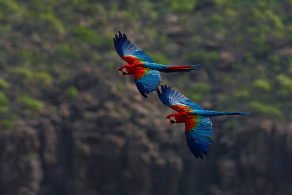 Red-and-green Macaws