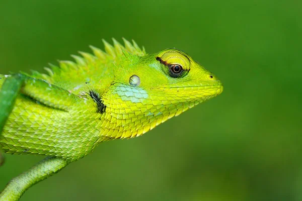 Green Garden Lizard — Stock Photo, Image