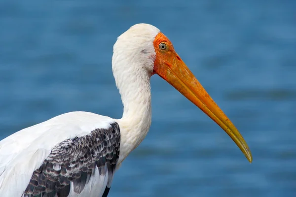 Yellow-billed Stork — Stock Photo, Image