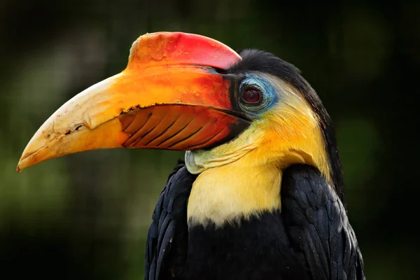 Zerknitterter Hornvogelkopf — Stockfoto