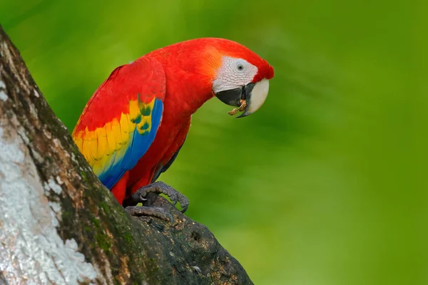 Papagaio Arara Escarlate — Fotografia de Stock