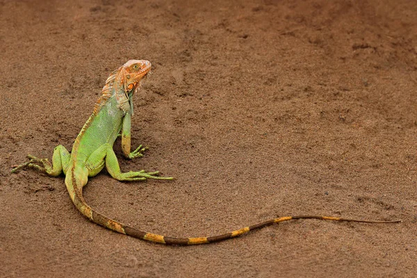 Zemin üzerine yeşil iguana — Stok fotoğraf