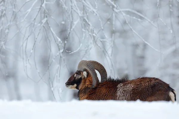Муфлонів ходити в зимовому лісі — стокове фото