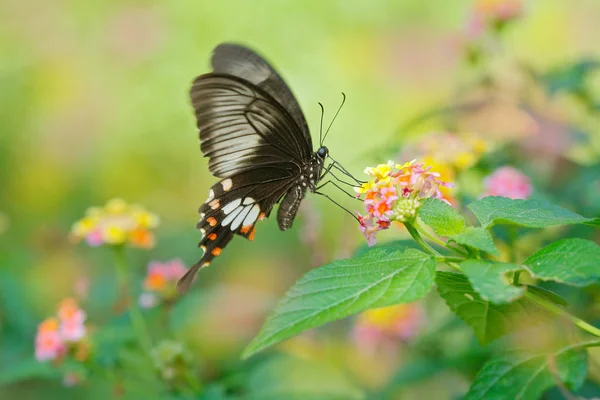 Kelebek Ceylon gül — Stok fotoğraf