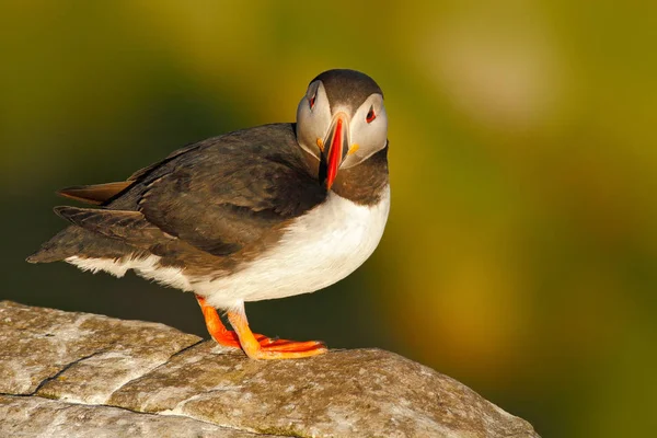 Atlantic Puffin κάθεται σε βράχο — Φωτογραφία Αρχείου