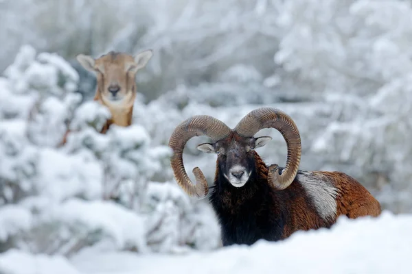 Erkek ve dişi Mouflons — Stok fotoğraf