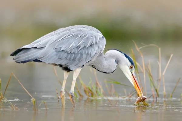 Little blue heron — Stockfoto