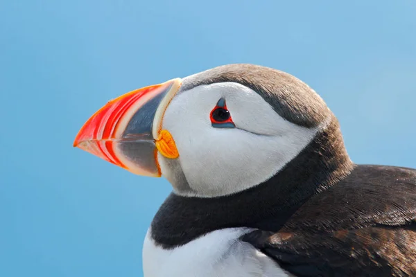 Atlantic Puffin, Fratercula artica — Zdjęcie stockowe