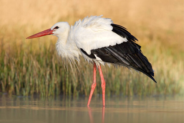 White stork in lake