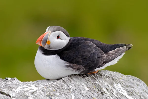 Atlantic Puffin sitting on rock — Stock Photo, Image