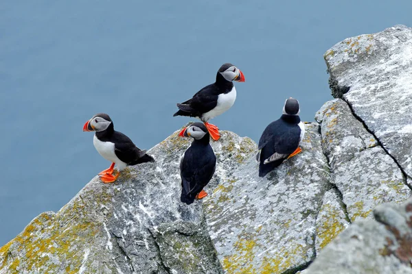 Atlantische papegaaiduikers zittend op rots — Stockfoto