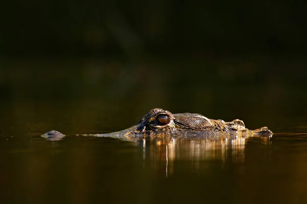 Alligator américain dans l'eau — Photo