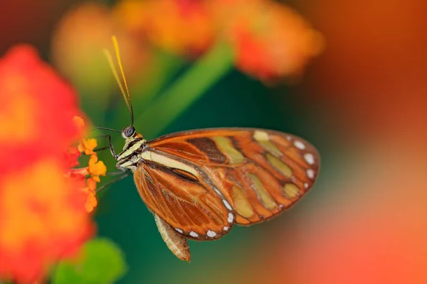 Красивая оранжевая бабочка — стоковое фото