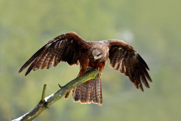 Black Kite sitting on branch