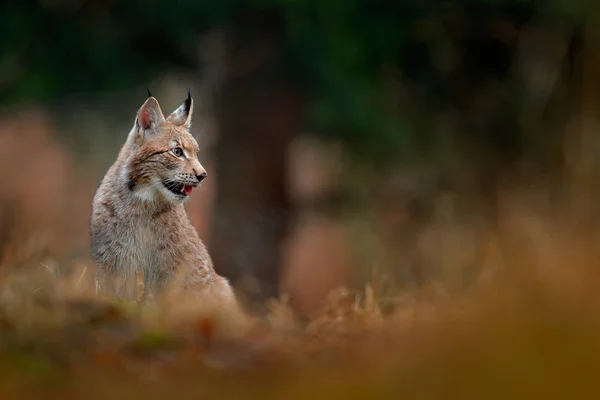 Eurasian Lynx on meadow — Stock Photo, Image