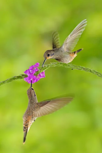 Kolibri barna Ibolya-fül — Stock Fotó