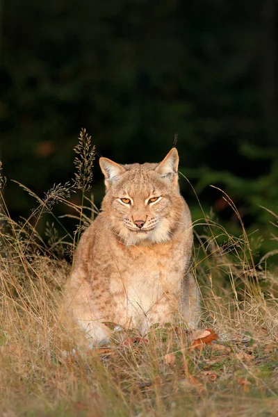 Eurásia Lynx em campo — Fotografia de Stock