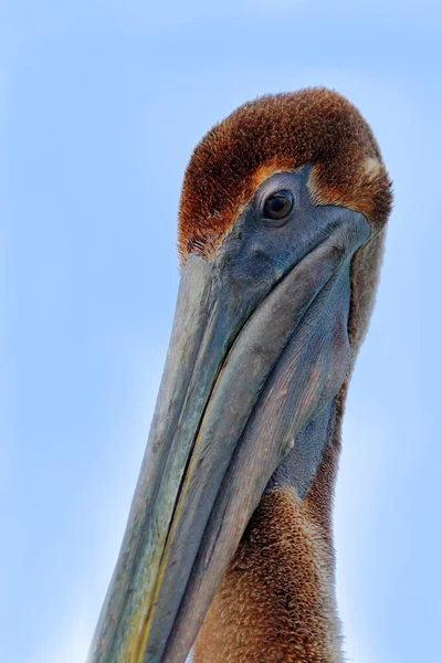 Brown Pelican detalhe retrato — Fotografia de Stock