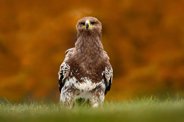 Steppe Eagle sitting in grass — Stock Photo, Image