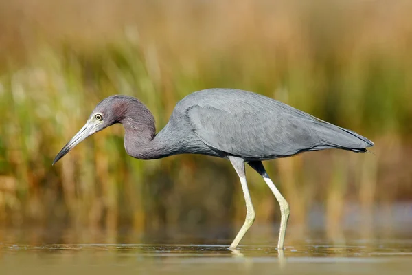 Pequeno garça azul — Fotografia de Stock