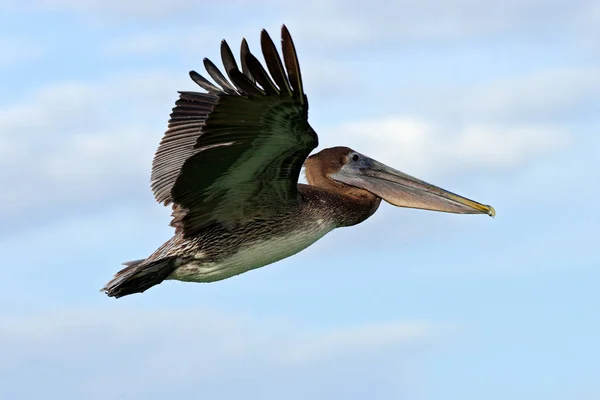 Pelikán hnědý létání — Stock fotografie