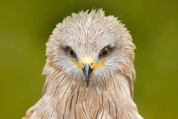 Black Kite head — Stock Photo, Image