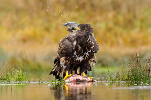 White-tailed Eagle — Stock Photo, Image