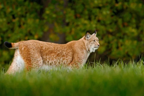 Eurasian Lynx in forest — Stock Photo, Image