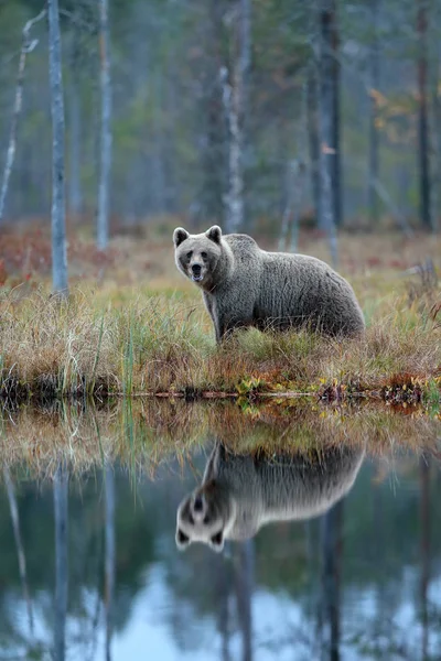 Urso com reflexão na água — Fotografia de Stock