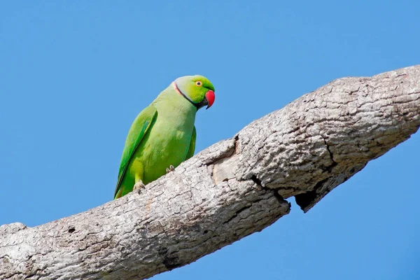 Perico con Anillo de Rosa — Foto de Stock