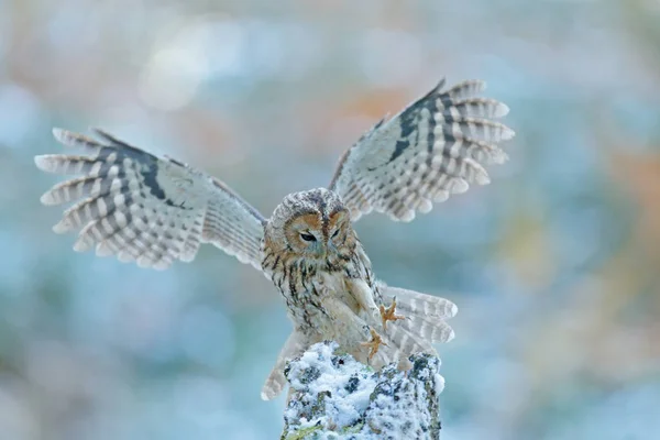 Vliegende uil in de sneeuw bos — Stockfoto