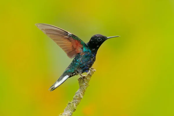 Coronet veludo-púrpura — Fotografia de Stock