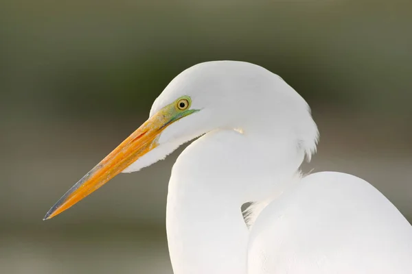 Garza blanca de pie en el agua — Foto de Stock