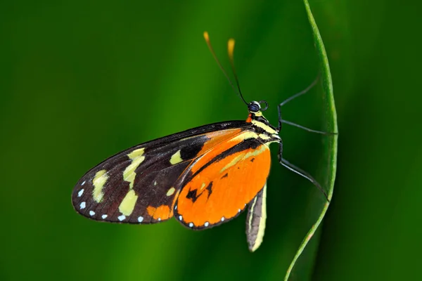 Mariposa Heliconius Hacale zuleikas — Foto de Stock