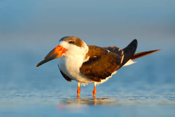 Amerikansk saxnäbb på Florida kusten — Stockfoto