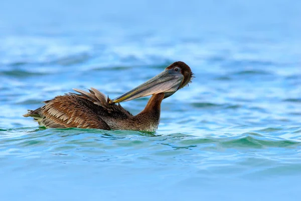 Пеликан плавает в голубой воде — стоковое фото